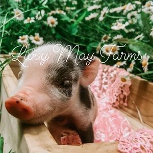 Baby pig photo print 8x10 professional high resolution